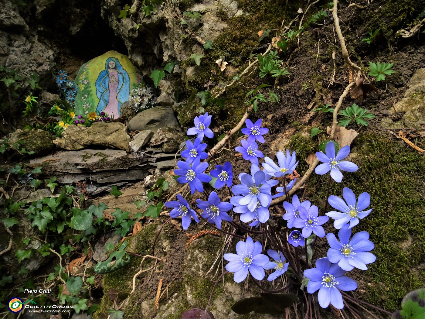 25 Fiori di Hepatica nobilis per la Madonnina.JPG